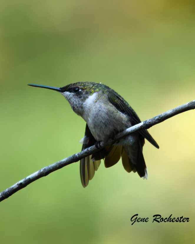 Female hummingbird.