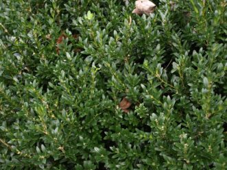 ‘Green Velvet’ boxwood ((B. ‘Green Velvet) has dark green leaves that rarely turn bronze in the winter