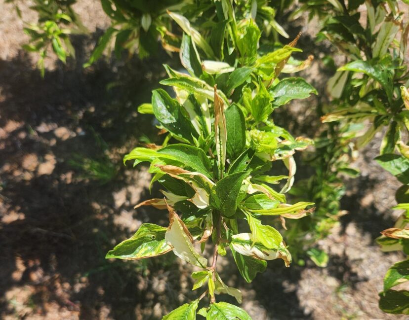 Herbicide damage on plum tree. Plums are particularly sensitive to herbicide drift.