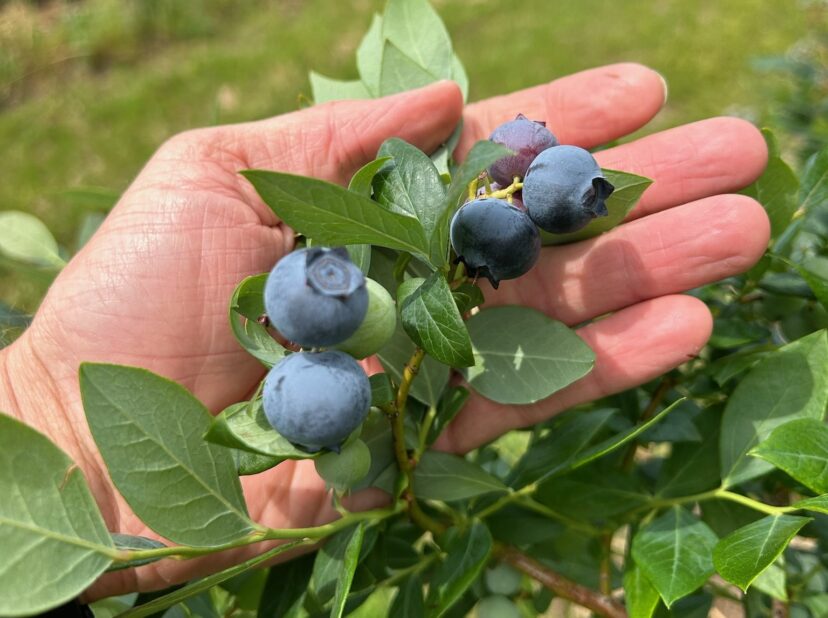 Highbush-type blueberries are coming off right now and will be coming off in heavy volumes this week.