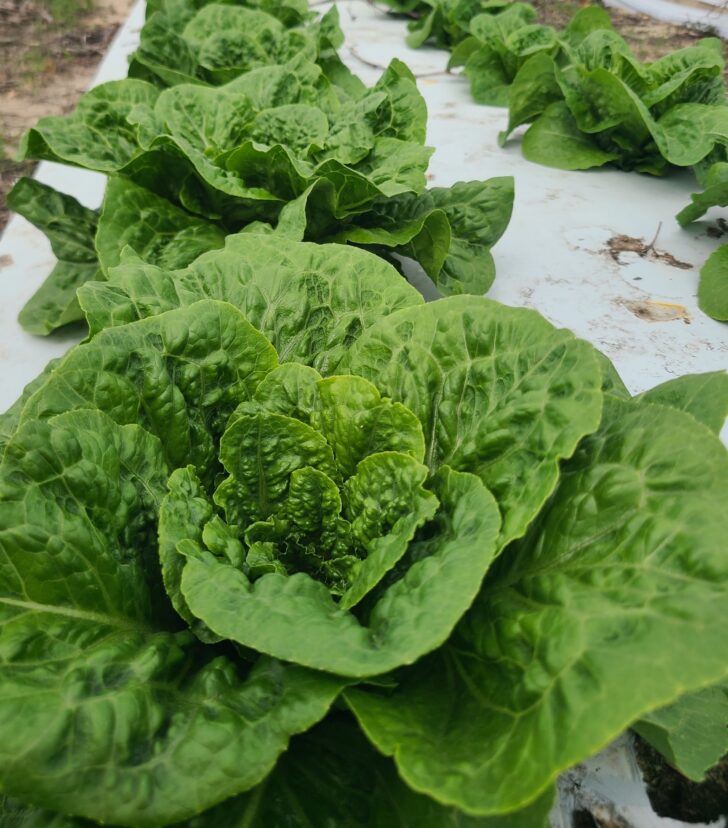 Lettuce approaching harvest in the Midlands.