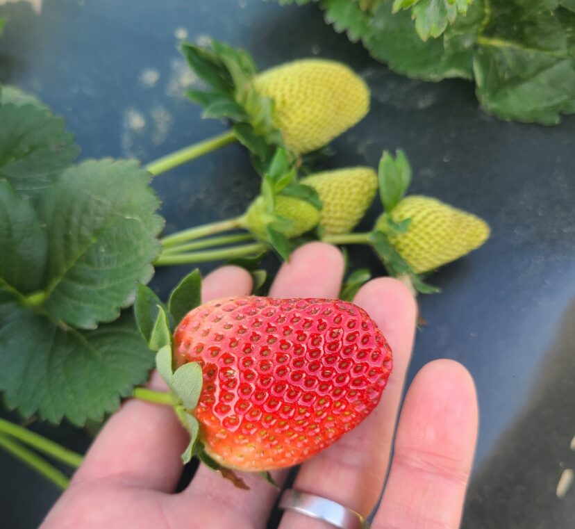 Lots of berries are coming on with the warm weather.