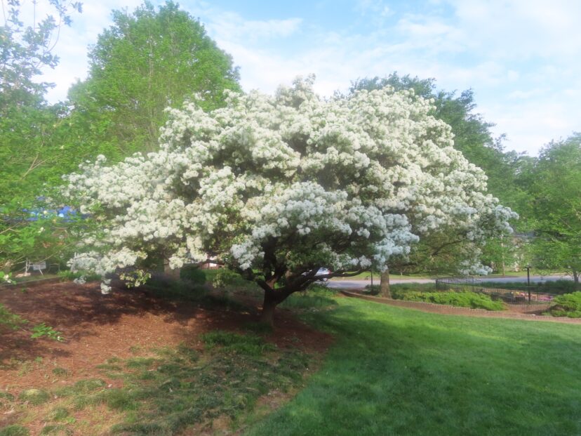 Mature Chinese fringetree in full bloom.