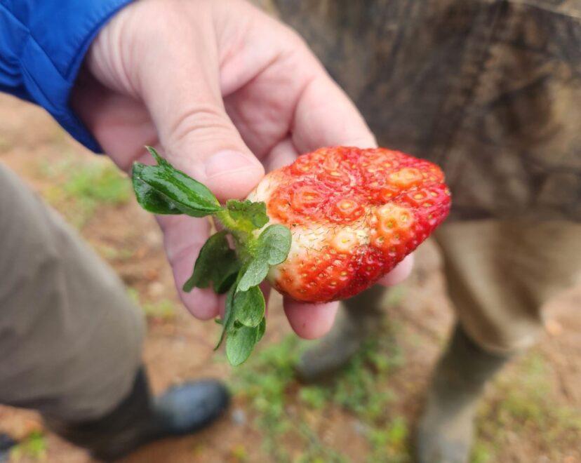 Misshaped strawberries are likely from a pollination issue.