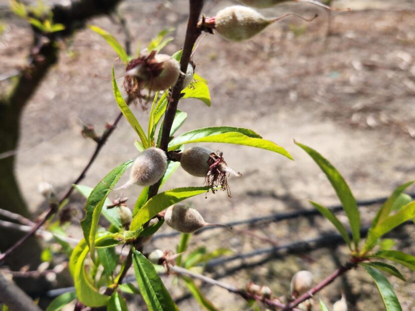 Peaches are in the shuck off stage.