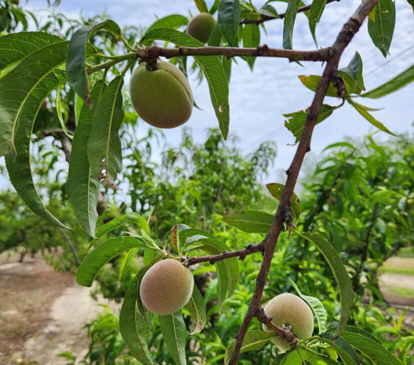 Peaches have been thinned to allow fruit to size better.