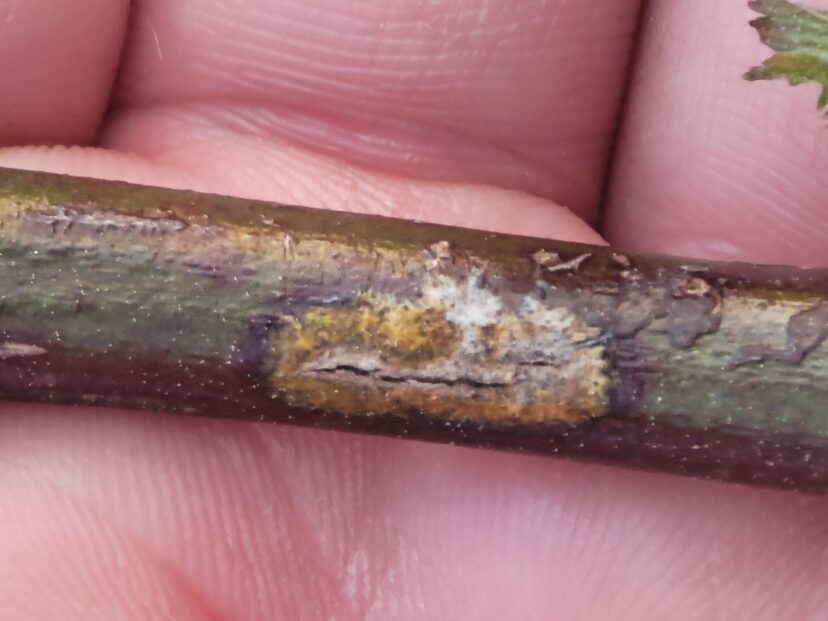 Stem canker on a blackberry cane. Send damage like this to the lab for diagnosis before treating, as treatment options vary greatly depending on the pathogen.