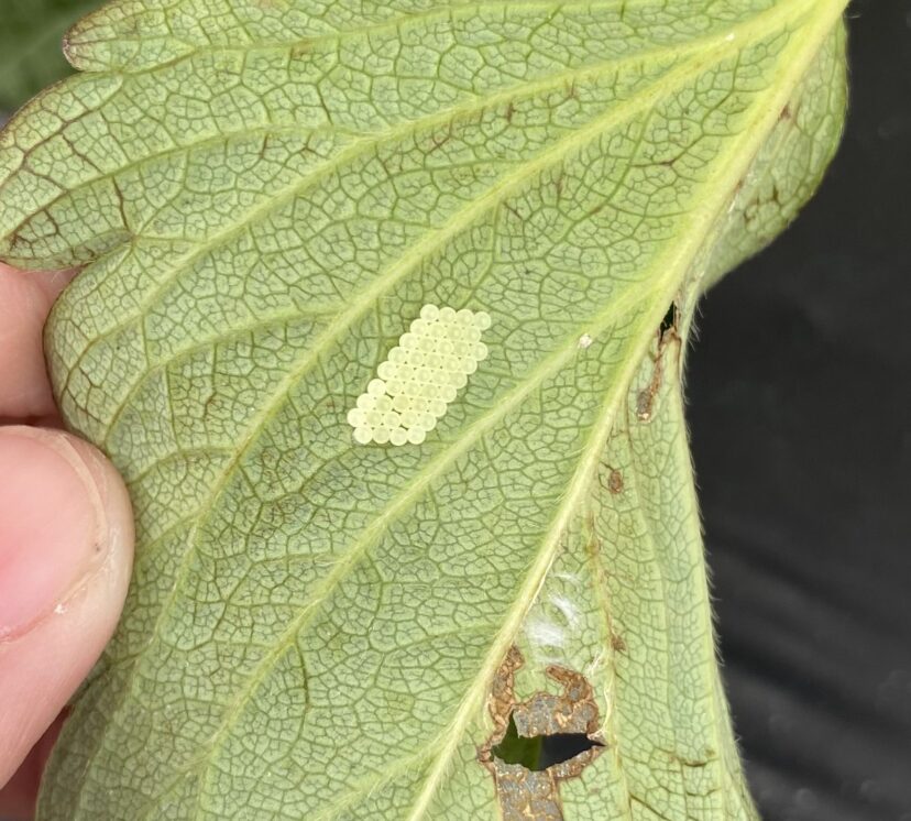 Stink bug eggs on the underside of a strawberry leaf.