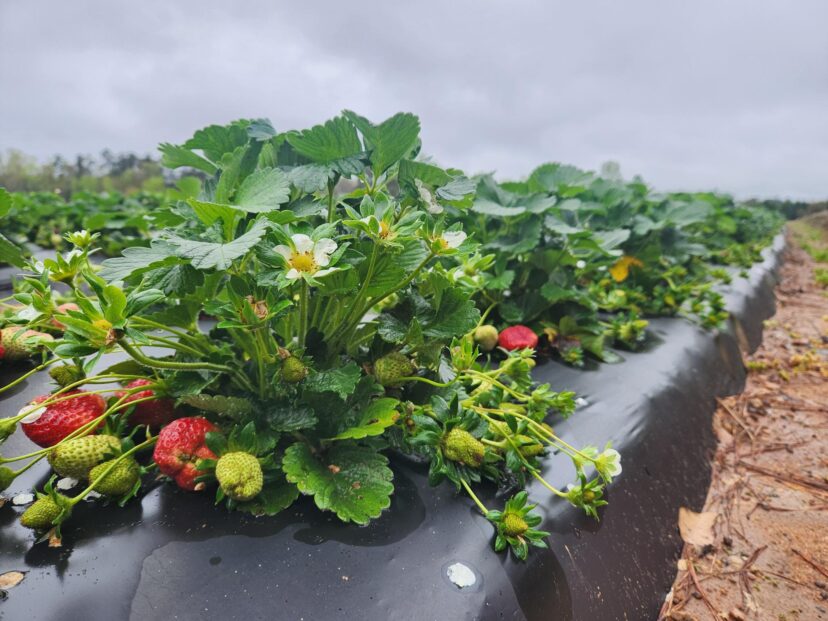 Strawberries are coming in nicely.