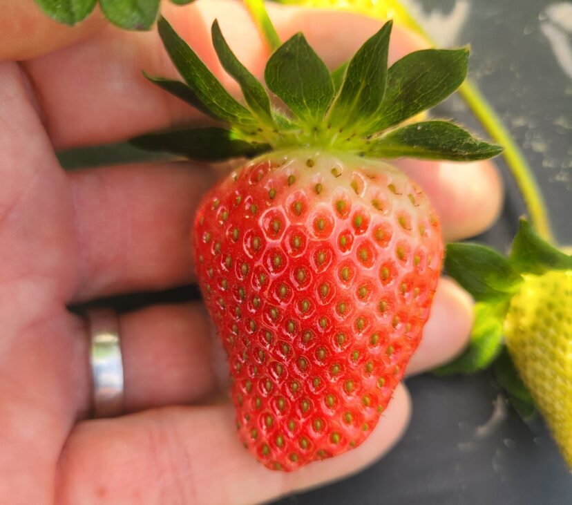 Strawberries are developing well.
