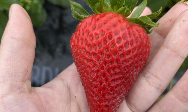 SC Fruit and Vegetable Field Report- April 15, 2024