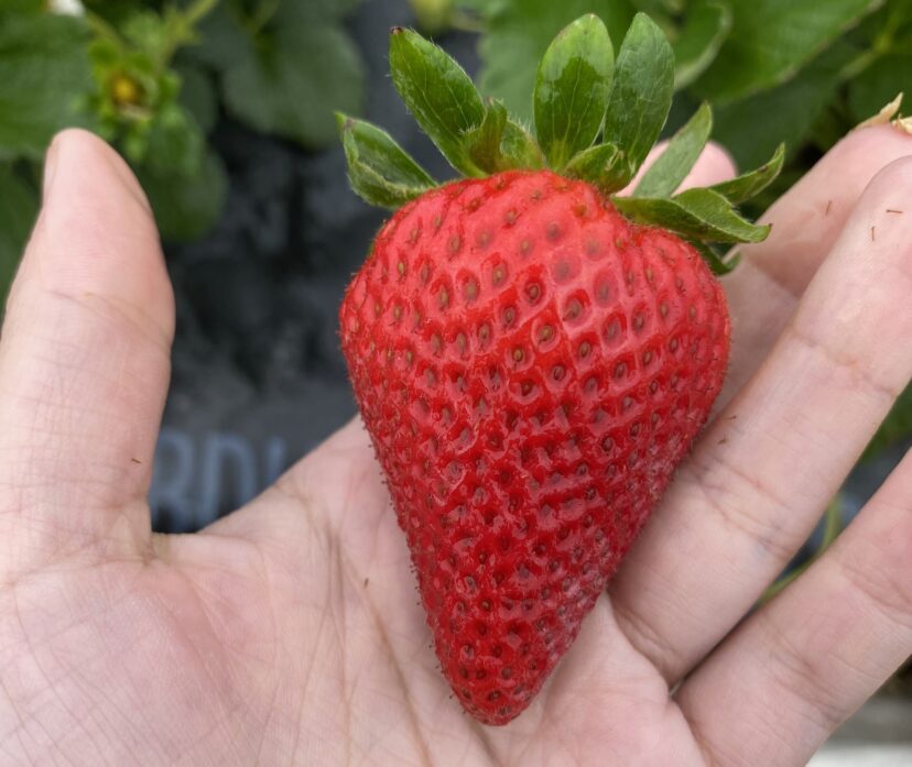 Strawberry from cultivar ‘Victor’.