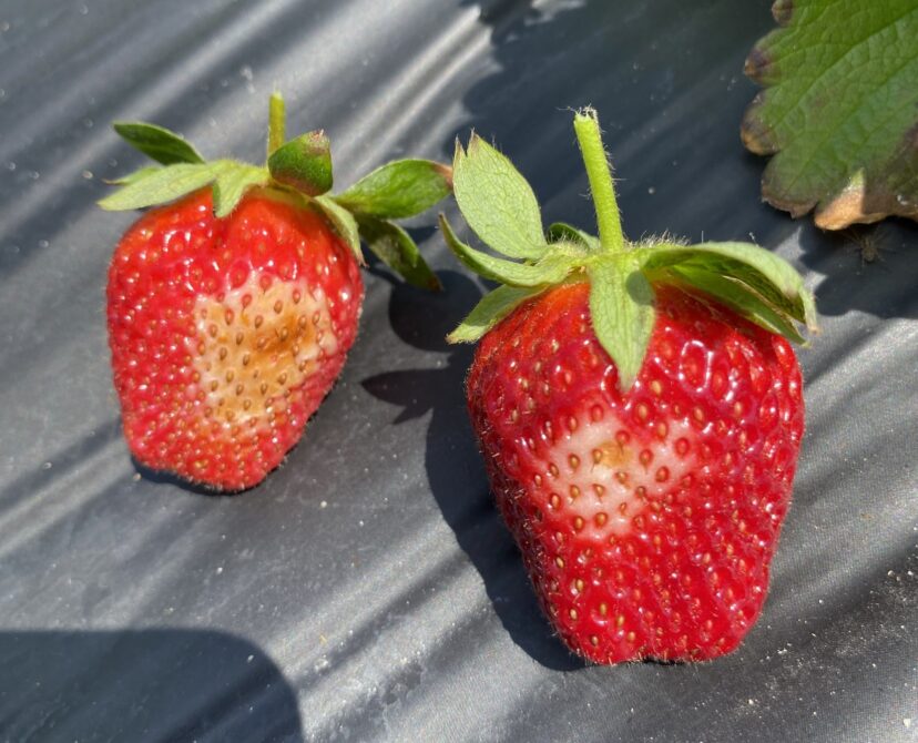 Sunscald on strawberries.