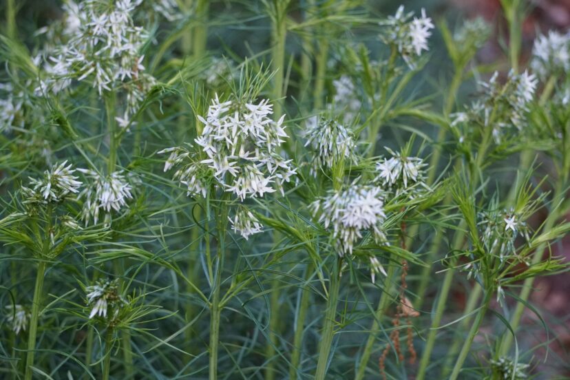 Threadleaf, also known as Hubricht’s Bluestar (Amsonia hubrichtii), has clusters of powder-blue star-shaped flowers in April and May.