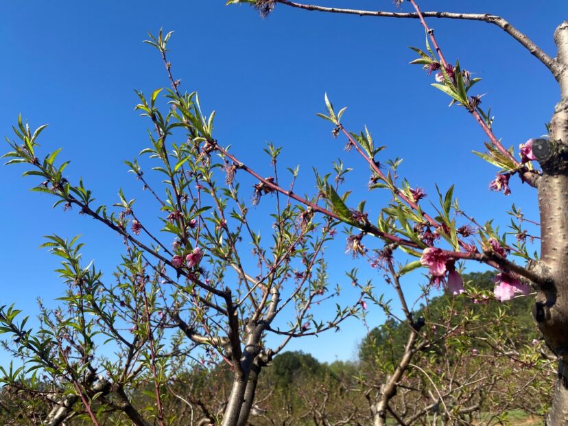 Upstate peaches are somewhere between shuck split and shuck off.