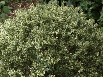Variegated English boxwood (B. sempervirens ‘Variegata’) has dark green leaves with white margins.