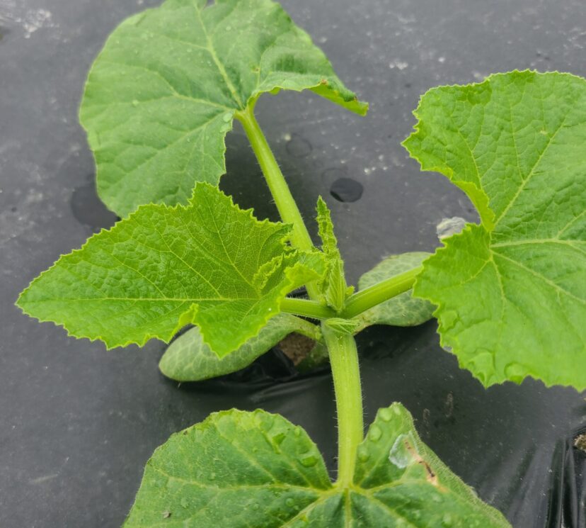 Young squash plants are developing well.