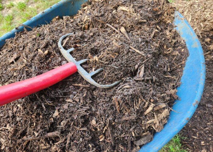 Shredded hardwood mulch ready to be added to landscape beds. Millie Davenport, ©2024 HGIC, Clemson University