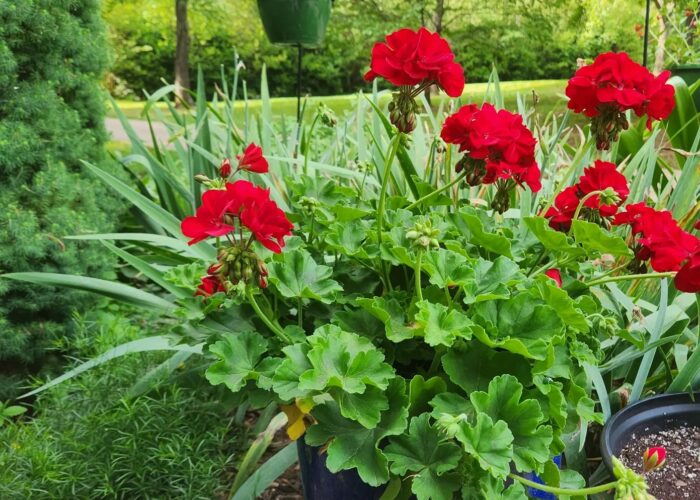 A bright red geranium in bloom next to my front door. Millie Davenport, ©2024 HGIC, Clemson University