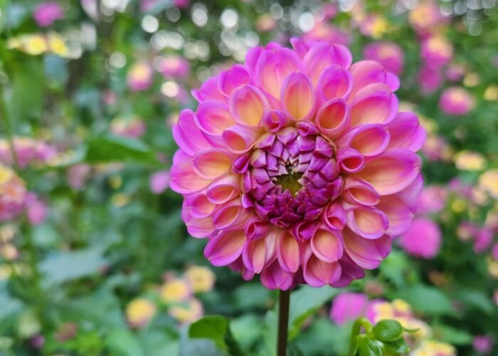 Dahlia 'Catlin's Joy' has a ball flower form with shades of bright violet and apricot. Millie Davenport, ©2024 HGIC, Clemson University