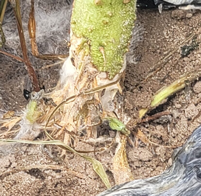 Southern blight has been aggressive in some tomato fields. (P. Carnley) 