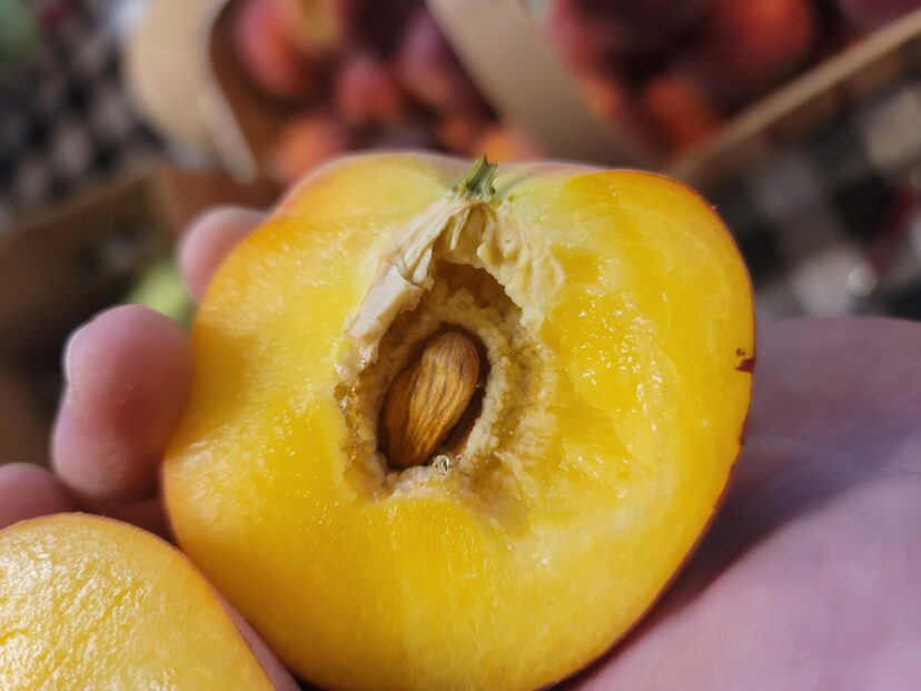 We’re seeing a few peaches with split pits. (P. Carnley) 
