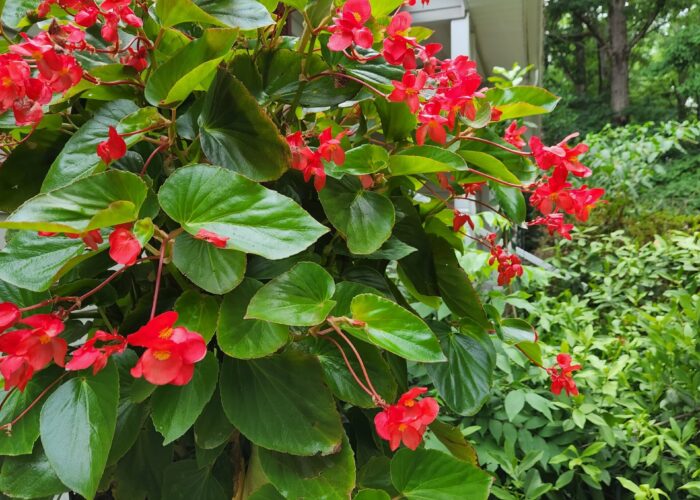 Dragon wing begonia looks impressive in a hanging basket. Millie Davenport, ©2024 HGIC, Clemson University