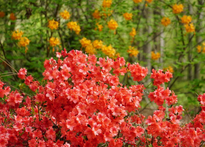 Fashion Azalea (Rhododendron x Fashion) Barbara H. Smith, ©2023 HGIC, Clemson University