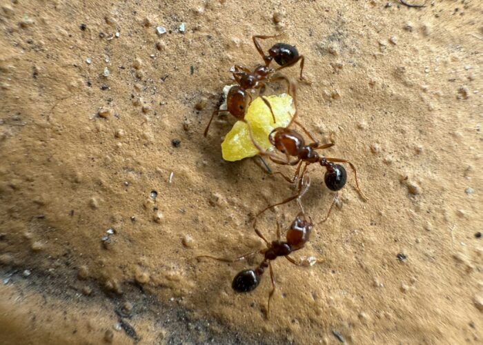 Bait provides excellent control of fire ants Brad Fowler, ©2024, Clemson Extension