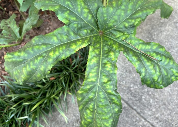 This is an example of aphid damage on an okra plant.