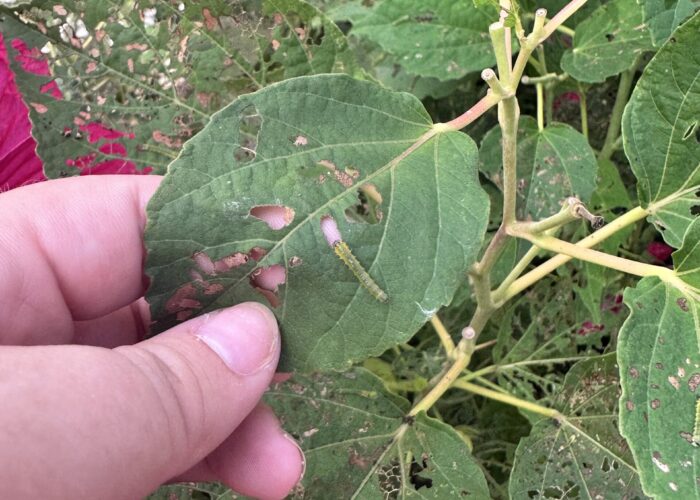 Example of hibiscus sawfly and the damage it causes. How many can you spot?