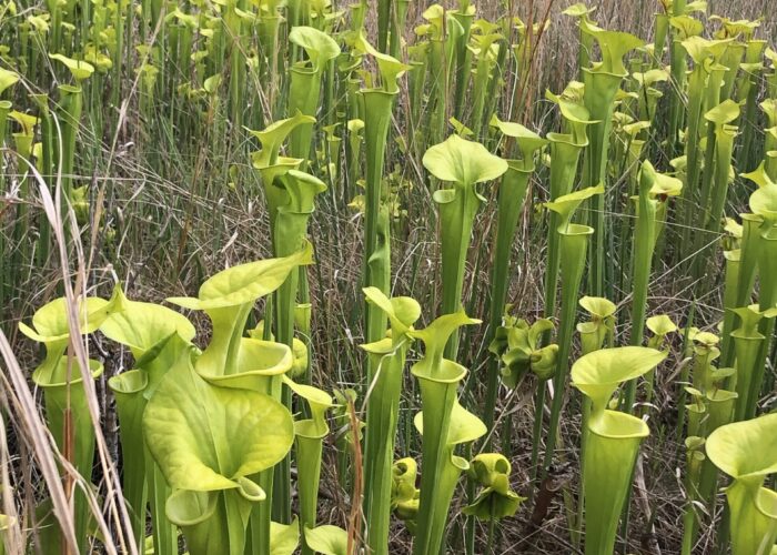 - The yellow pitcher plant, Sarracenia flava is a carnivorous plant native to the southeastern United States. Glen Payne, ©2024 Clemson Extension