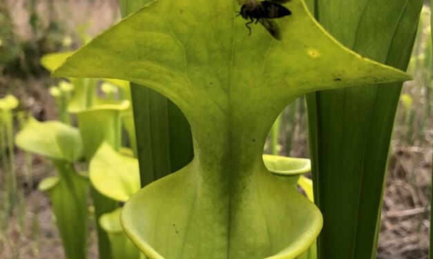 This Month in the Garden – June 2024