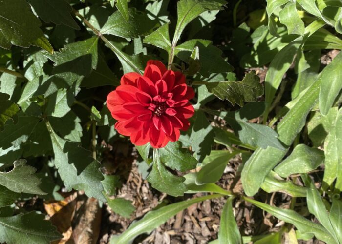 Dahlias make a great cut flower