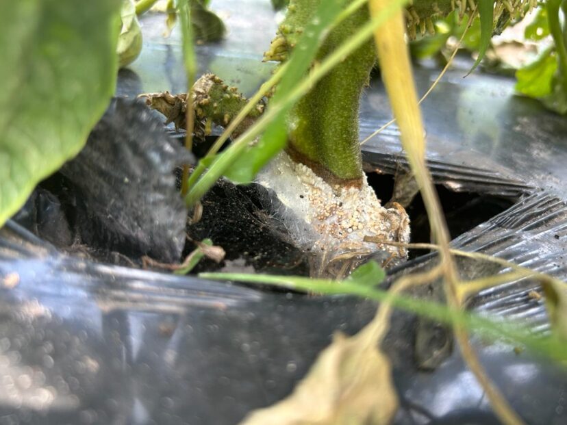 Southern blight can cause sudden wilting and death of a tomato plant. Look for white mycelium and BB-shaped sclerotia on the stem of the plant to differentiate this disease from bacterial wilt. (Z. Snipes) 