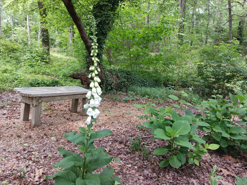A single spike of white foxglove (Digitalis ‘Alba’) growing in my Upstate Garden. I let it go to seed and hope to have more foxgloves in the coming years. Ginger E. Long, © 2023 HGIC, Clemson University 