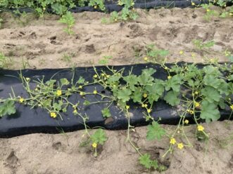 Deer damage in melons.