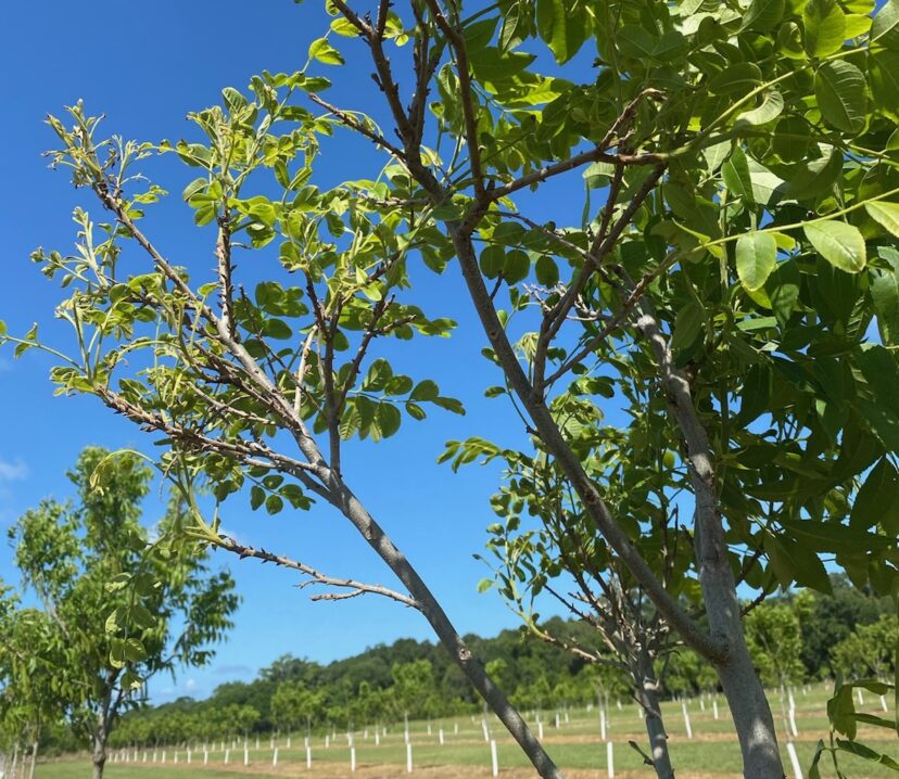 Classic nickel deficiency in pecan.