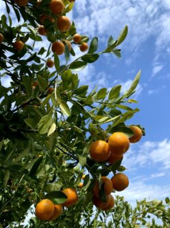 Citrus has been grown in South Carolina for hundreds of years.