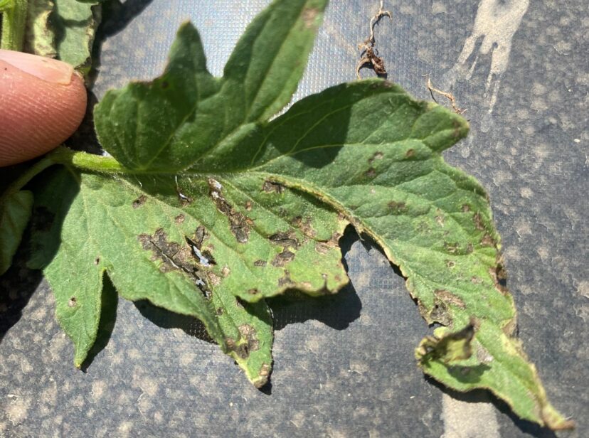 Foliar symptoms of “crazy root” may be mistaken for herbicide damage. (A. Rollins)