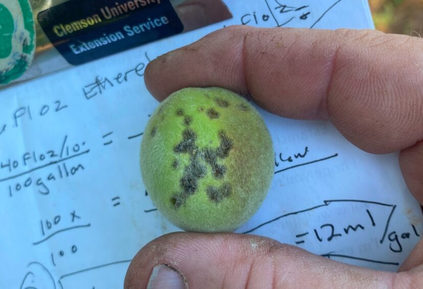 Bacterial spot on a developing peach.