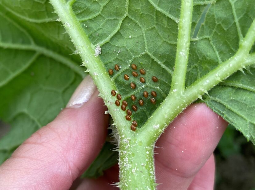 Bronze-colored squash bug eggs on the underside of a squash leaf. (C. Huss) 