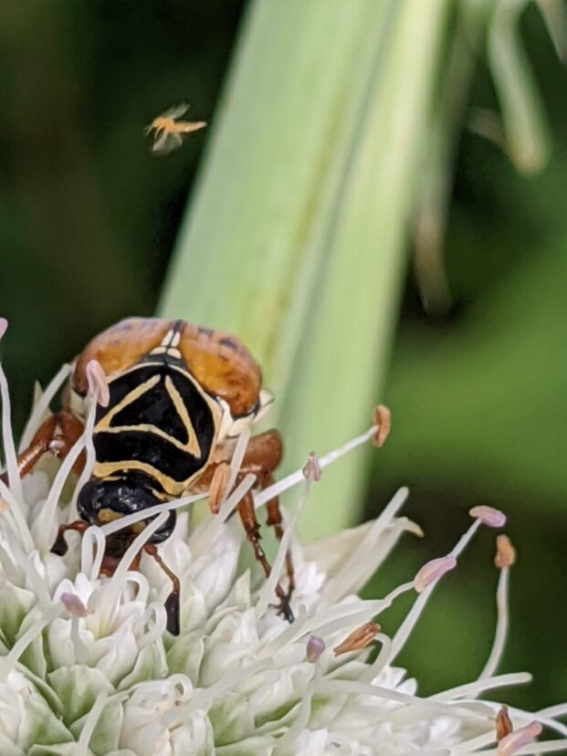 Delta scarab beetle on rattlesnake master.