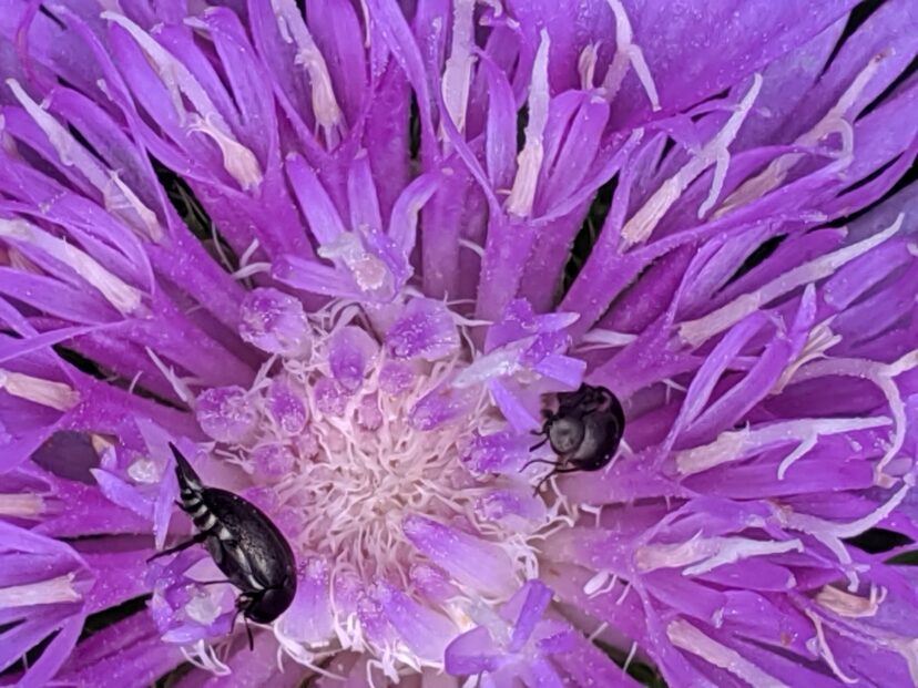 Flower tumbling beetles on Stoke's aster.