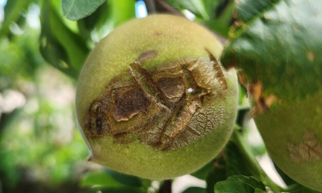 SC Fruit and Vegetable Field Report – May 6, 2024