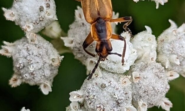 Unsung Pollinator Heroes: Beetles