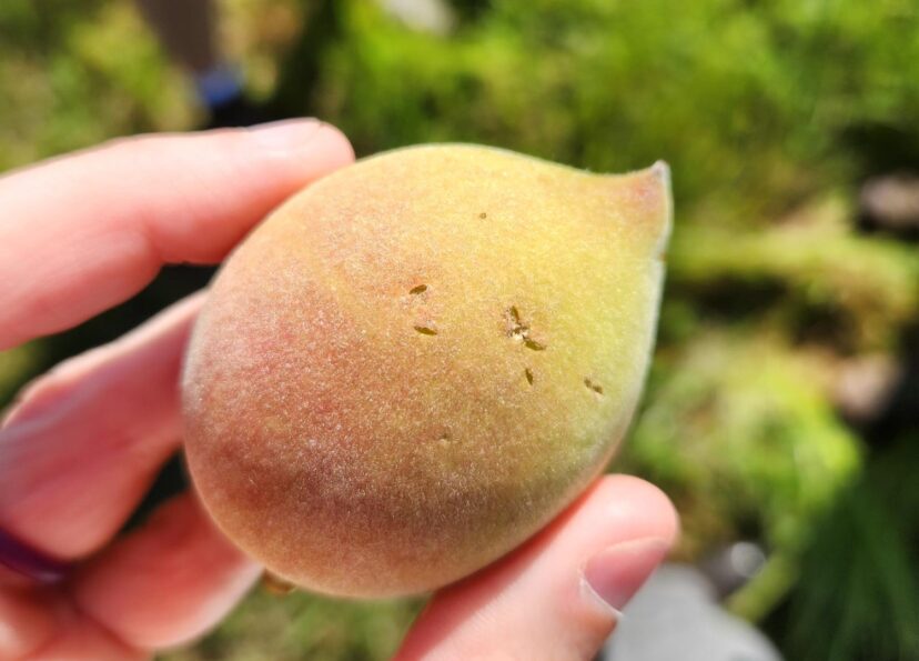 Half-moon shaped feeding marks on fruit are indicative of plum curculio feeding.