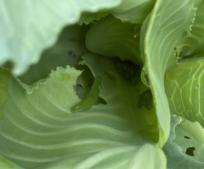 Imported cabbageworm, feeding damage, and frass on a cabbage plant.