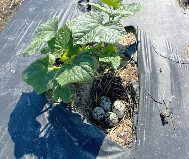 Killdeer (Charadrius vociferus) bird layed eggs underneath this cucumber plant.