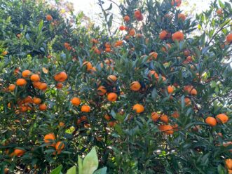 “Kishu Mandarin in Beaufort County, SC”